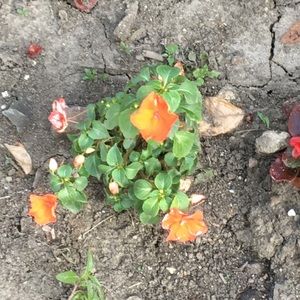 Meet your Posher, Saaema